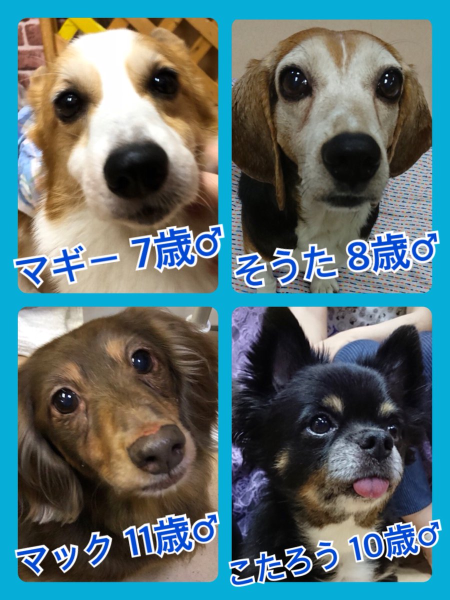 🐾今日の里親様募集中ワンコ🐶メンバーです🐾2018,9,3